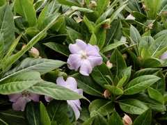 Impatiens sodenii