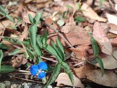 Commelina cyanea