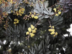 Acacia baileyana