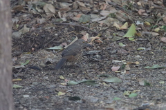 Toxostoma cinereum