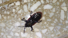 Coraliomela quadrimaculata