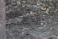 Toxostoma cinereum