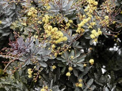 Acacia baileyana