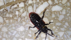 Coraliomela quadrimaculata