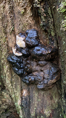 Fomitopsis ochracea