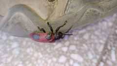 Coraliomela quadrimaculata