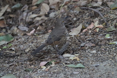 Toxostoma cinereum