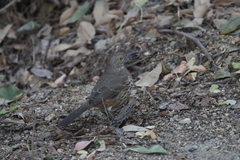 Toxostoma cinereum
