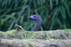 Chamaepetes goudotii