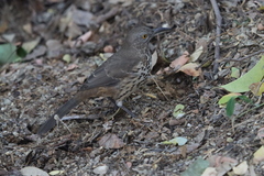 Toxostoma cinereum