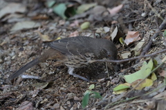 Toxostoma cinereum