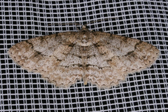 Paradarisa consonaria
