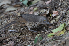 Toxostoma cinereum