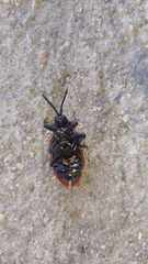 Coraliomela quadrimaculata