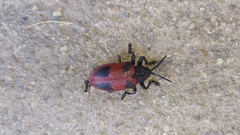 Coraliomela quadrimaculata