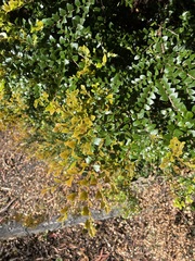 Nothofagus cunninghamii