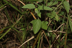 Sida cordifolia