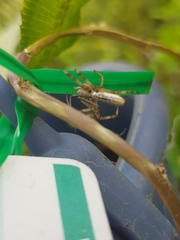Tetragnatha laboriosa