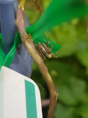 Tetragnatha laboriosa