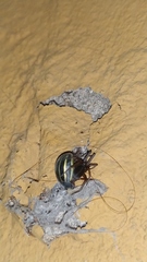 Doryphorina