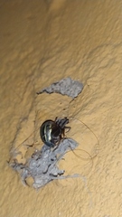 Doryphorina
