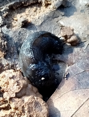 Milacidae