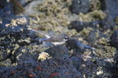 Rhipidura fuliginosa