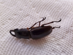 Lucanus capreolus