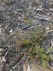 Micrantheum serpentinum