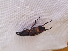 Lucanus capreolus