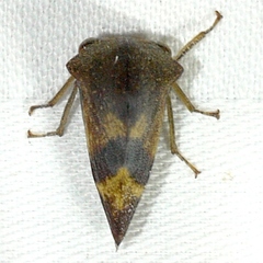 Telamona excelsa