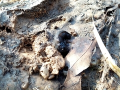Milacidae
