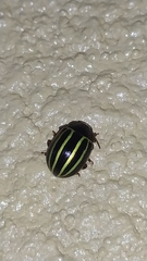 Doryphorina