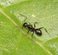 Prolasius