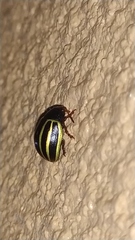 Doryphorina
