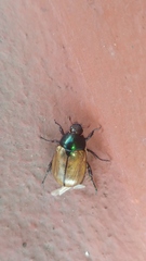 Anomala testaceipennis