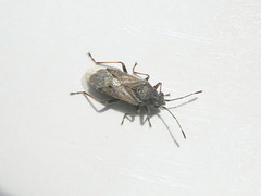 Rhypodes