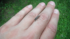 Haematopota pluvialis