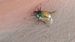 Anomala testaceipennis