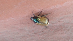 Anomala testaceipennis