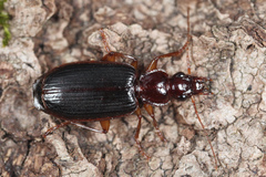 Cymindis