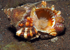 Tutufa rubeta