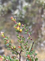 Micrantheum serpentinum