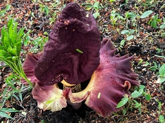 Amorphophallus paeoniifolius