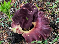 Amorphophallus paeoniifolius