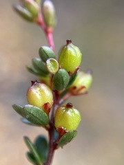 Micrantheum serpentinum