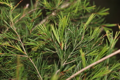 Melaleuca nodosa