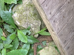 Stenocercus roseiventris