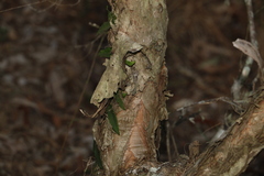 Melaleuca nodosa