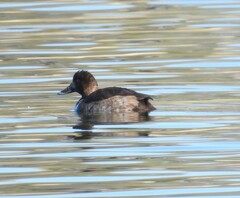 Aythya affinis